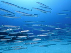Bonaire Fisheye