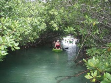 Bonaire mangrove